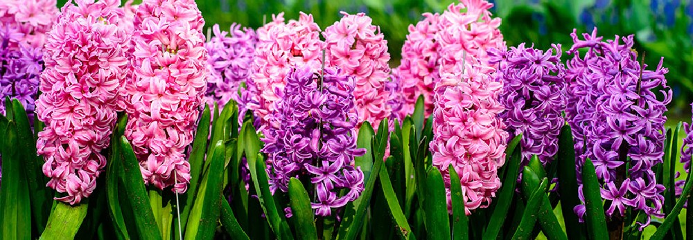 Rosa und violette Hyazinthen in voller Blüte.
